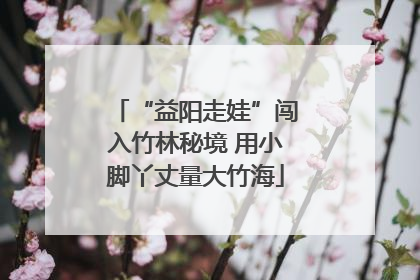 “益阳走娃”闯入竹林秘境 用小脚丫丈量大竹海