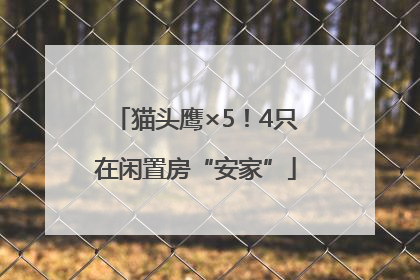 猫头鹰×5！4只在闲置房“安家”