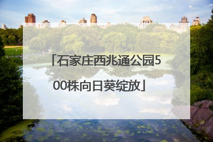 石家庄西兆通公园500株向日葵绽放