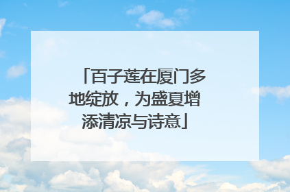 百子莲在厦门多地绽放，为盛夏增添清凉与诗意