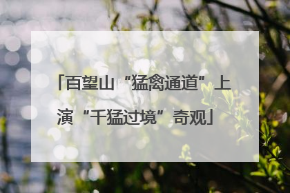 百望山“猛禽通道”上演“千猛过境”奇观