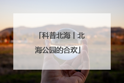 科普北海丨北海公园的合欢