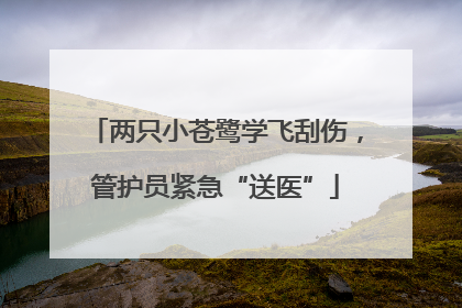 两只小苍鹭学飞刮伤，管护员紧急“送医”