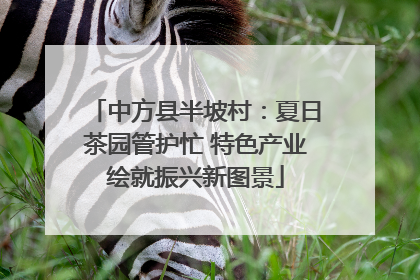 中方县半坡村：夏日茶园管护忙 特色产业绘就振兴新图景