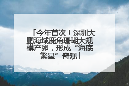 今年首次！深圳大鹏海域鹿角珊瑚大规模产卵，形成“海底繁星”奇观