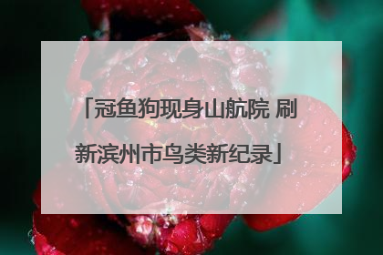 冠鱼狗现身山航院 刷新滨州市鸟类新纪录