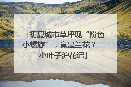 初夏城市草坪现“粉色小螺旋”，竟是兰花？ | 小叶子沪花记