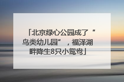 北京绿心公园成了“鸟类幼儿园”，福泽湖畔降生8只小鸳鸯