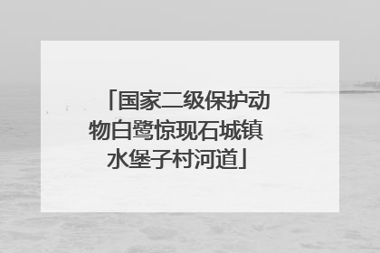 国家二级保护动物白鹭惊现石城镇水堡子村河道