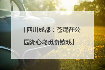 四川成都：苍鹭在公园湖心岛觅食嬉戏