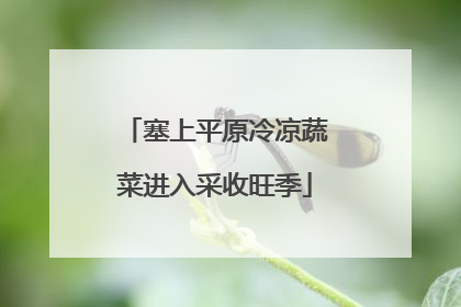 塞上平原冷凉蔬菜进入采收旺季