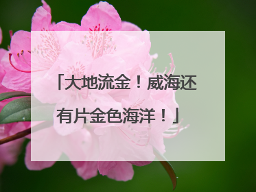 大地流金！威海还有片金色海洋！