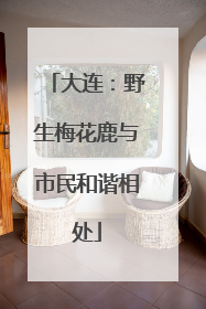 大连：野生梅花鹿与市民和谐相处
