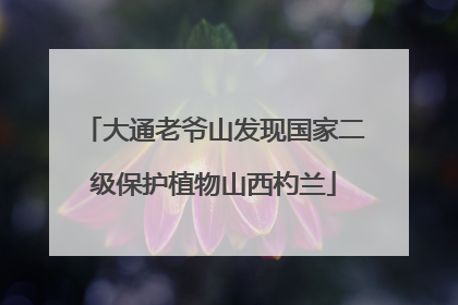 大通老爷山发现国家二级保护植物山西杓兰