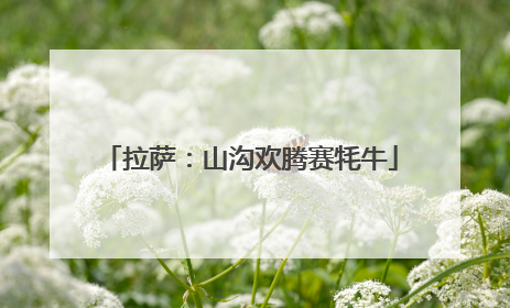 拉萨：山沟欢腾赛牦牛