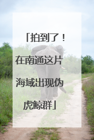 拍到了！在南通这片海域出现伪虎鲸群