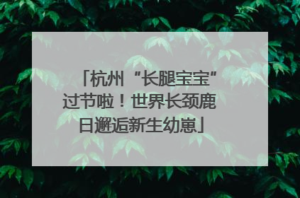 杭州“长腿宝宝”过节啦！世界长颈鹿日邂逅新生幼崽