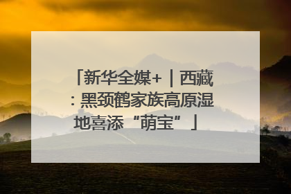新华全媒+｜西藏：黑颈鹤家族高原湿地喜添“萌宝”