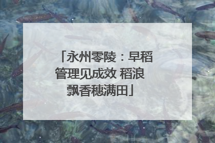 永州零陵：早稻管理见成效 稻浪飘香穗满田