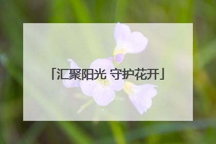 汇聚阳光 守护花开