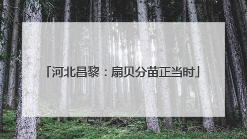 河北昌黎：扇贝分苗正当时