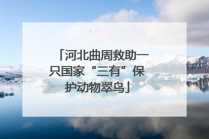 河北曲周救助一只国家“三有”保护动物翠鸟