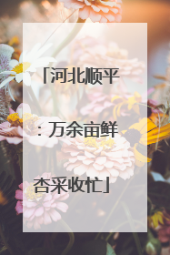 河北顺平：万余亩鲜杏采收忙