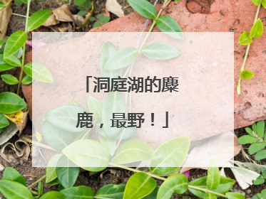 洞庭湖的麋鹿，最野！