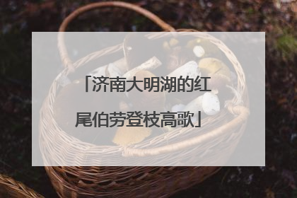 济南大明湖的红尾伯劳登枝高歌