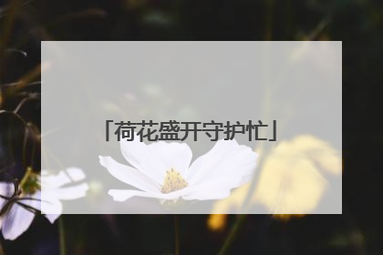 荷花盛开守护忙