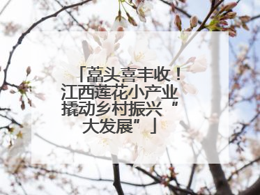 藠头喜丰收！江西莲花小产业撬动乡村振兴“大发展”