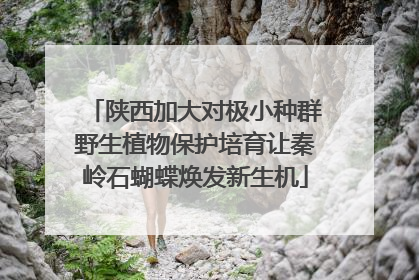 陕西加大对极小种群野生植物保护培育让秦岭石蝴蝶焕发新生机