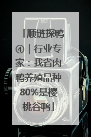 顺链探鸭④｜行业专家：我省肉鸭养殖品种80%是樱桃谷鸭