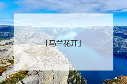 马兰花开