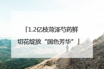 1.2亿枝菏泽芍药鲜切花绽放“国色芳华”