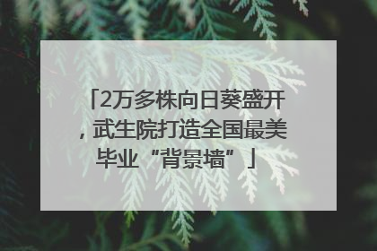 2万多株向日葵盛开，武生院打造全国最美毕业“背景墙”